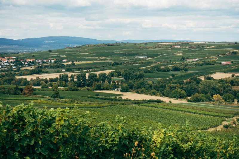 AfD Storms Germany's West in Record-Breaking State Vote