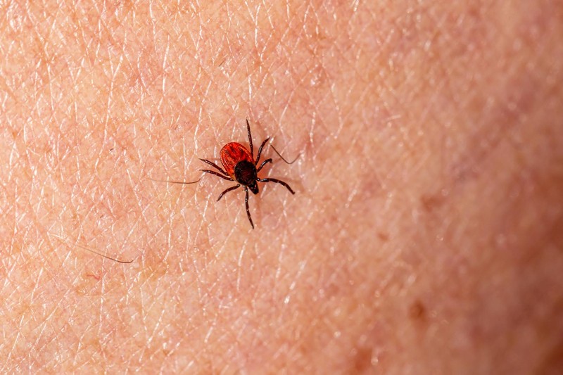 After Decades, a Lyme Vaccine Is Within Reach — With a Catch