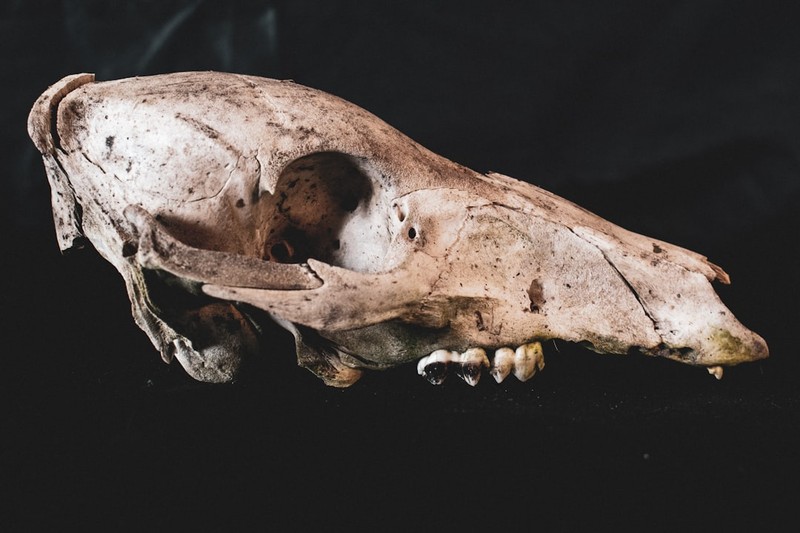 World's Oldest Known Dog Lived 15,800 Years Ago