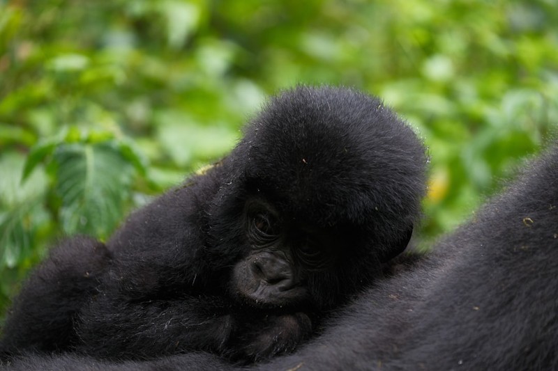 Virunga Records Second Rare Mountain Gorilla Twin Birth in Three Months