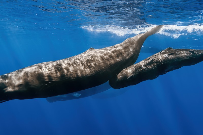 Sperm Whales Team Up to Assist Birth in Unprecedented Footage