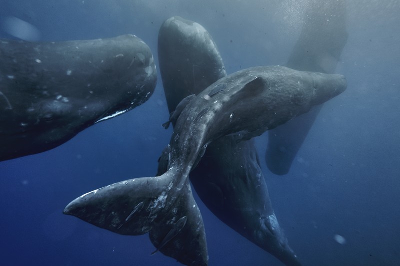 Sperm Whales Work as a Team to Help a Birth — and Scientists Caught It on Video