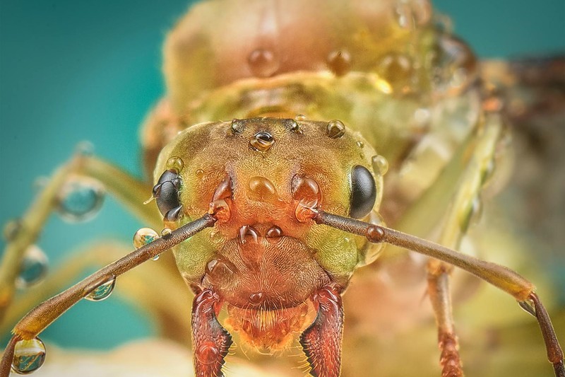 The Bizarre, Booming Black Market for East Africa's Rarest Ants