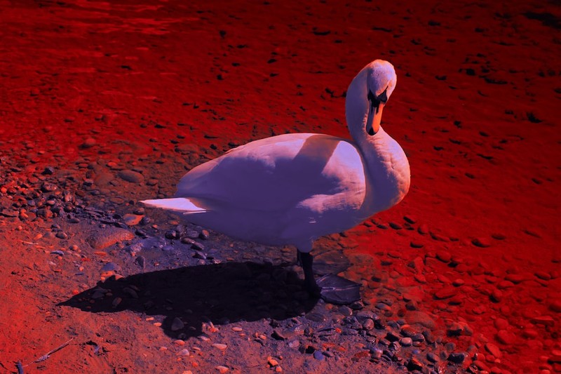 The Weeping Swan Cracked Steam's Top 5 With Broken English and 3,000 Players