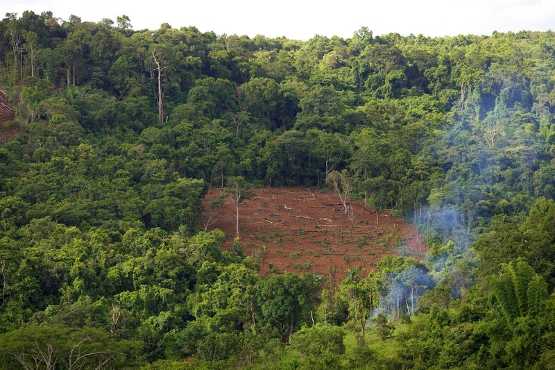 28,000 Dead a Year: The Hidden Body Count of Rainforest Destruction