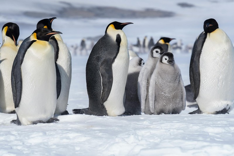 The Emperor Penguin Is Now Endangered. So Is the Antarctic Fur Seal.