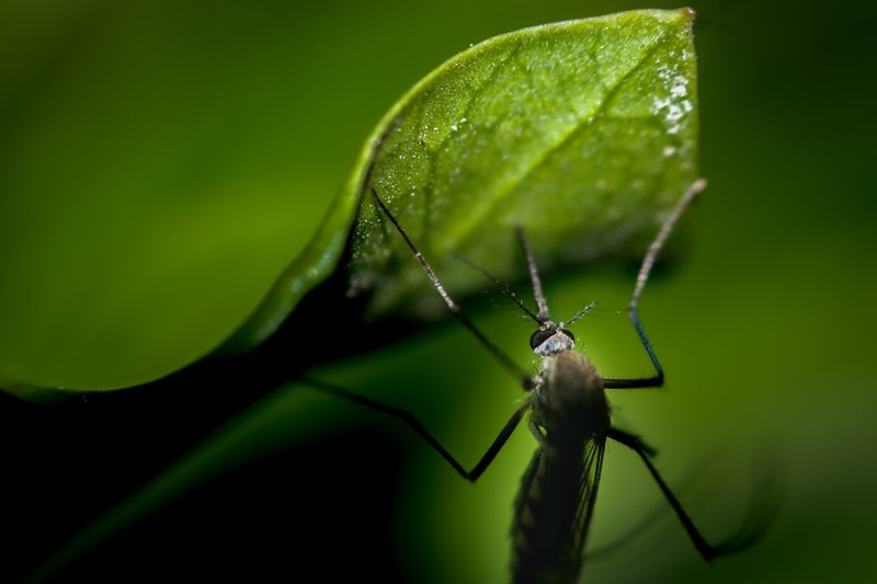 Iceland Was the Arctic's Last Mosquito-Free Refuge. Not Anymore.