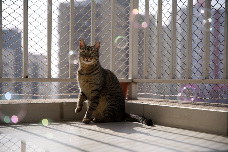 This $0.79 Cat Game Grew 1,100% Overnight. The Top Review Is One Word.
