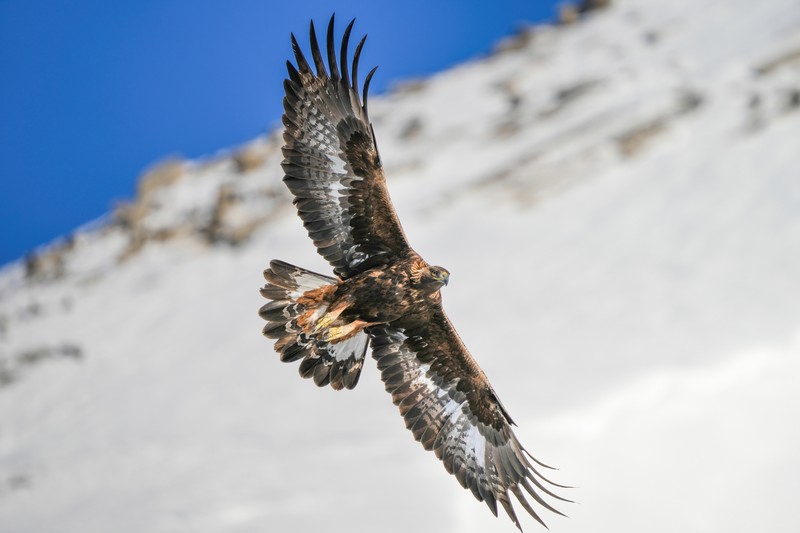 Golden Eagles to Return to England After 200-Year Absence