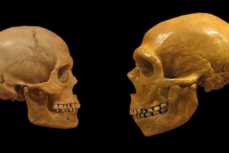 Neanderthals Had the Genes for Speech. The Timeline Just Got Rewritten.