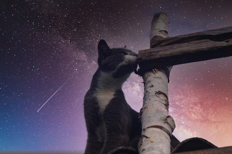 Three Reviews, 100% Positive, and a Cat at the End of Everything