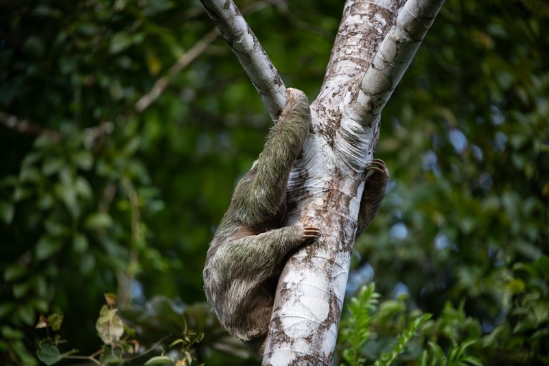 31 Sloths Died in a Warehouse. Florida Called It 'Sloth World.'