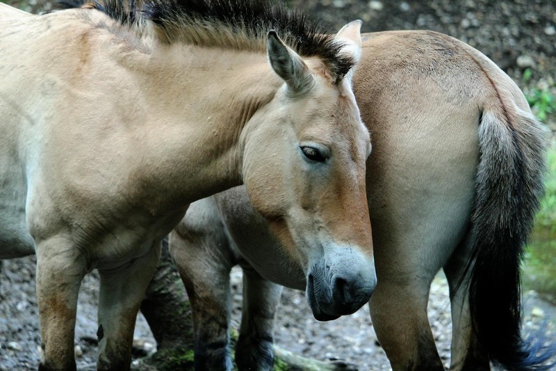 Chernobyl at 40: Where Humans Fled, Wildlife Thrives