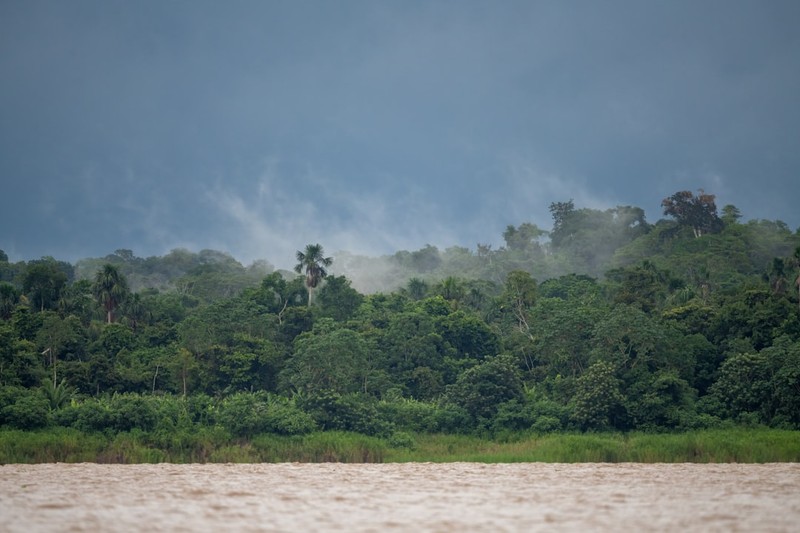 Tropical Deforestation Slowed in 2025. Eleven Football Fields a Minute Is Still the Rate.