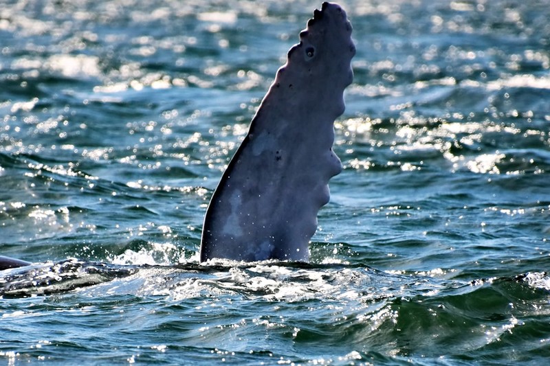 Timmy the Humpback Whale Gets His Shot at the Atlantic