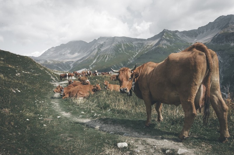 This Free Steam Game Has Three Reviews. They're All About Cows.