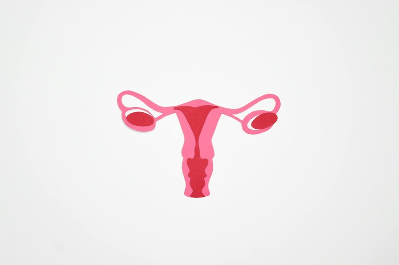 A Lab-Grown Uterus Menstruates On Cue — and Cracks a Medical Mystery
