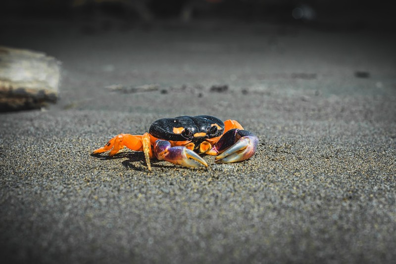 A $9 Crab Game Is Fourth on Steam's Top Sellers