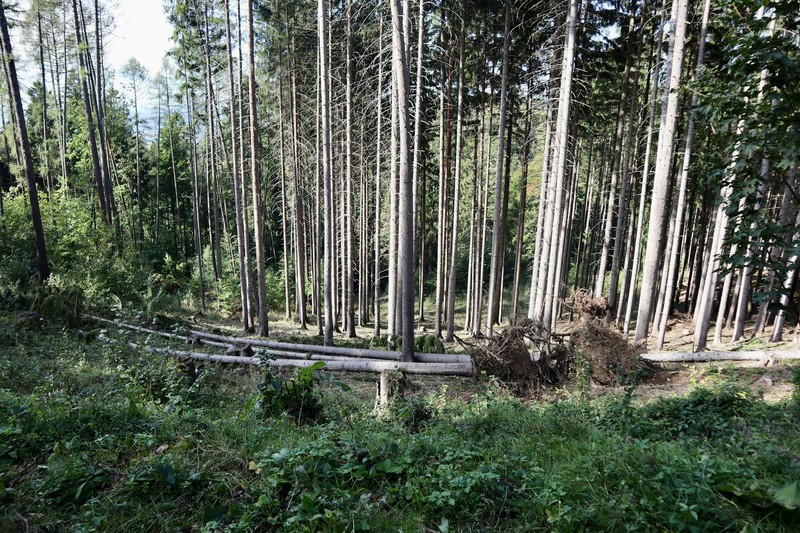 Three-Quarters of the World's Largest Forest Research Network Faces Closure