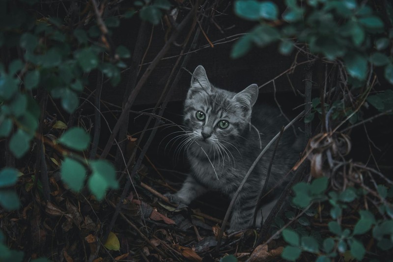 100 Marshmallow Cats and Steam's Endless Hidden Cat Pipeline