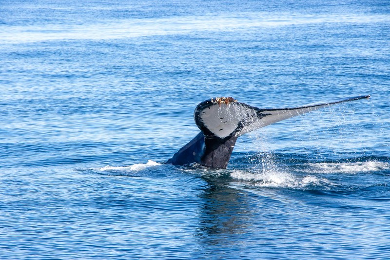 Hormuz-Detoured Ships Plow Through Whale Habitat Off South Africa