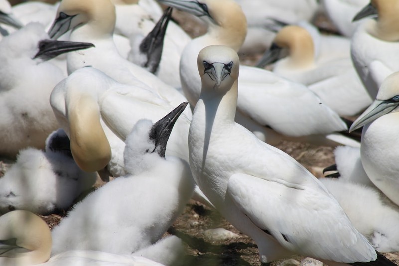 The Seabird Eggs Say So: When You Ban Forever Chemicals, They Actually Go Away