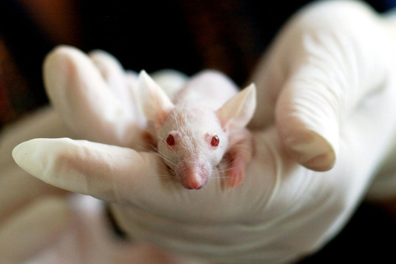Scientists Gave Mouse Eyes the Ability to Photosynthesize