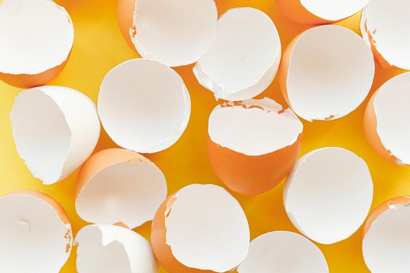 Artificial Eggshells Hatched 26 Live Chicks — and That's Enough for Now