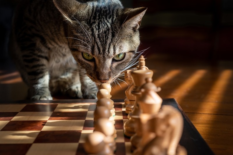 Schrodinger's Cat Burglar Cracks Steam's Featured Win With Quantum Puzzles and Perfect Reviews