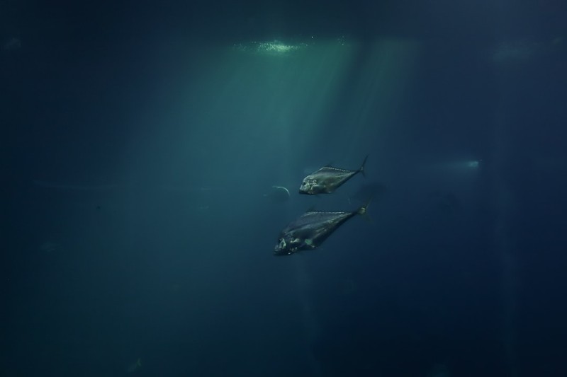 201,000 Reviews Can't Be Wrong: Subnautica at 75% Off Is Steam's Steal of the Weekend