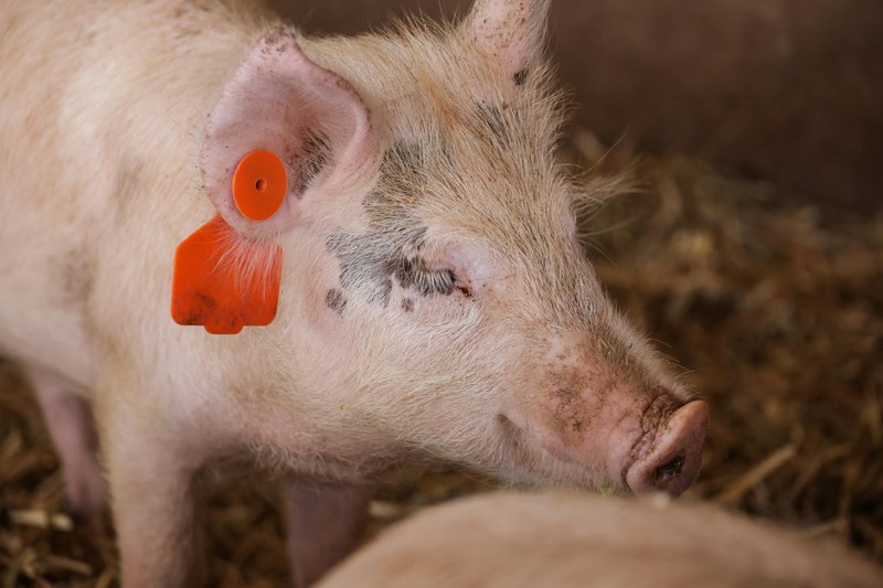 Three Pig Organs, One Human: The Xenotransplant Breakthrough